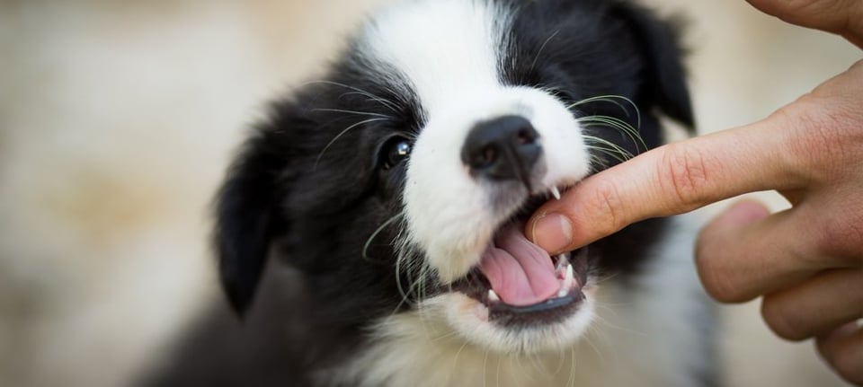 Everything You Need to Know About Puppy Biting in 10 Simple Tips