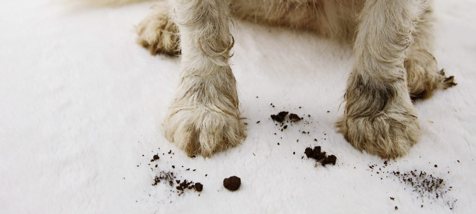 Is paw cleaning important?