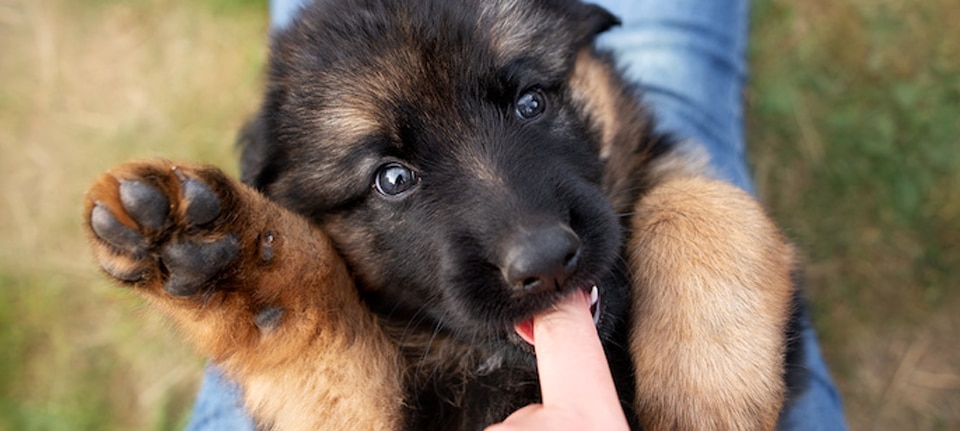 Reasons why Puppies constantly bite