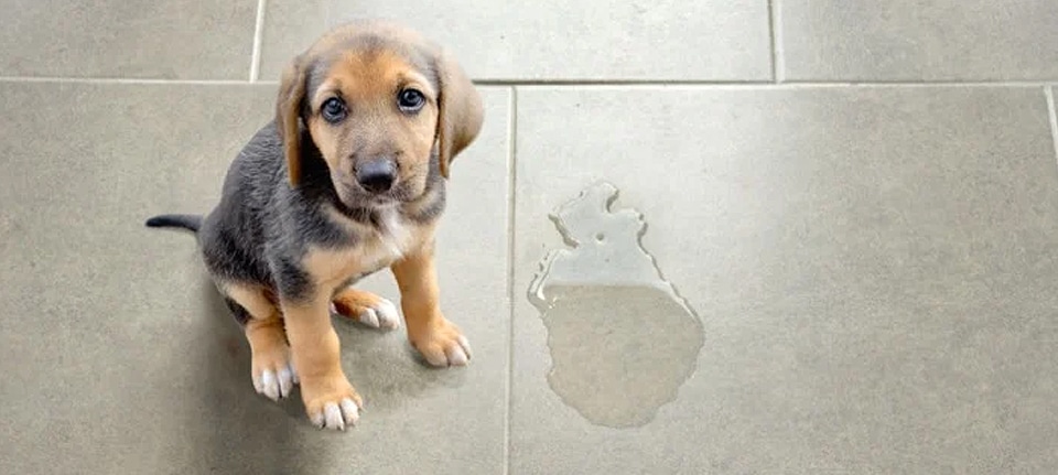 How to Stop Excitement Urination in Dogs