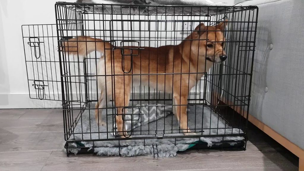 How to Pick a Crate for your Shiba Inu