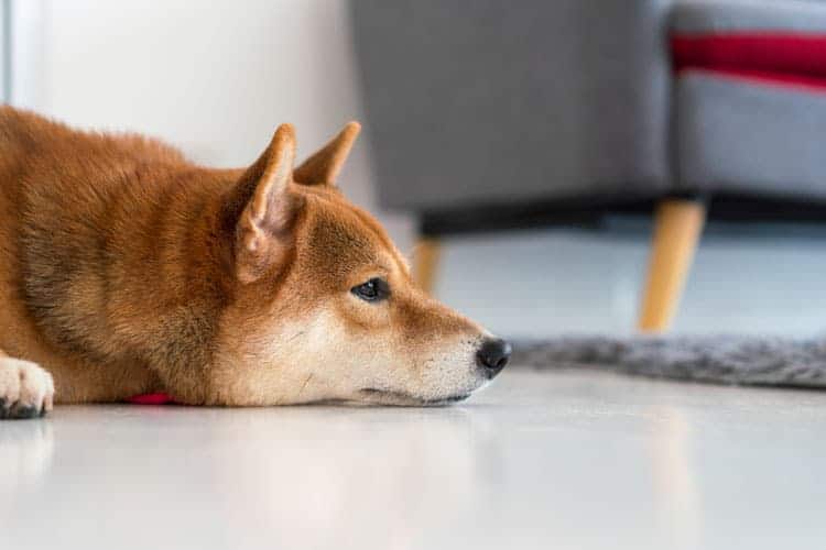 Shiba Inu napping during quiet hours at NorCal Shiba boarding