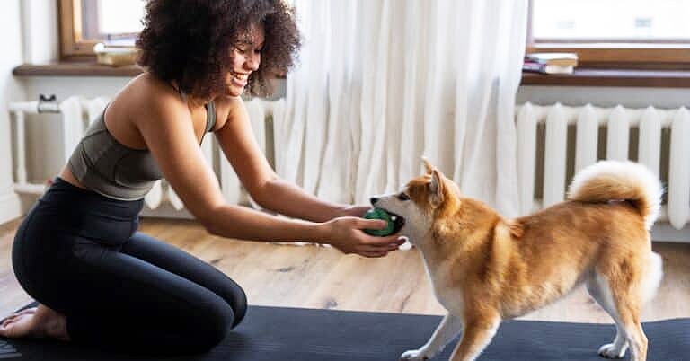 Why You Should Train your Shiba Inu with Positive Reinforcement