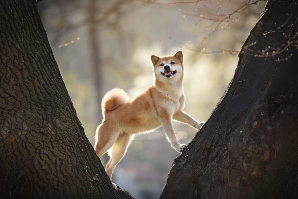History of the Shiba Inu