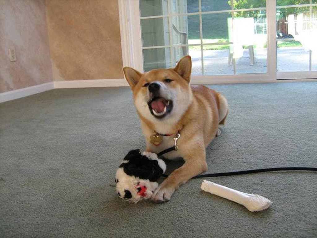 How to Rehome a Shiba Inu in California: An Honest Step-by-Step Guide