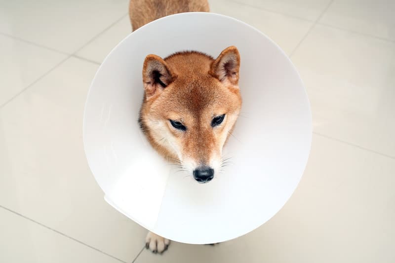Should I Spay or Neuter My Shiba Inu? Benefits and Risks of Neutering