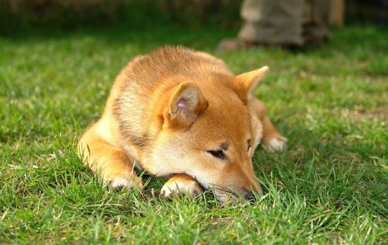 Shiba Inu Health Issues: 6 Common Health Conditions Shiba Inu are Prone To