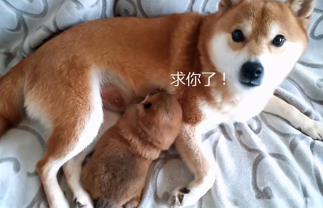 Pregnant Shiba Inu: 9 Signs to Look Out For and How to Care