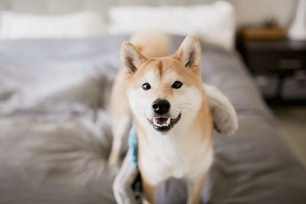 How To Stop Your Shiba Inu from Jumping Up on People