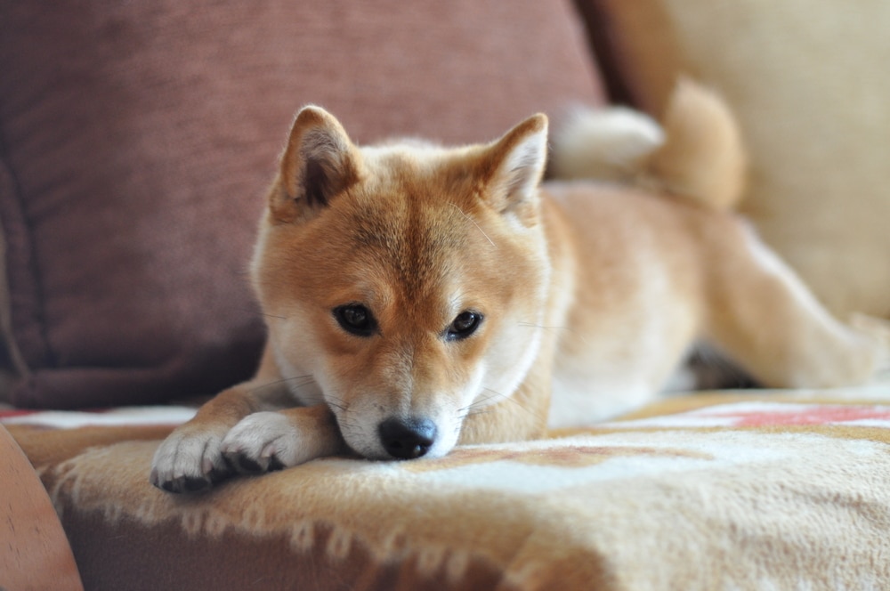 Separation Anxiety in Shiba Inu: What are the symptoms and how you can handle it