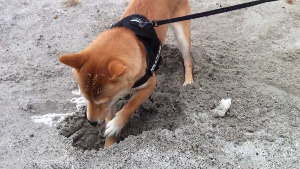 Shiba Inu Digging Holes? Understand Why and What You Can Do