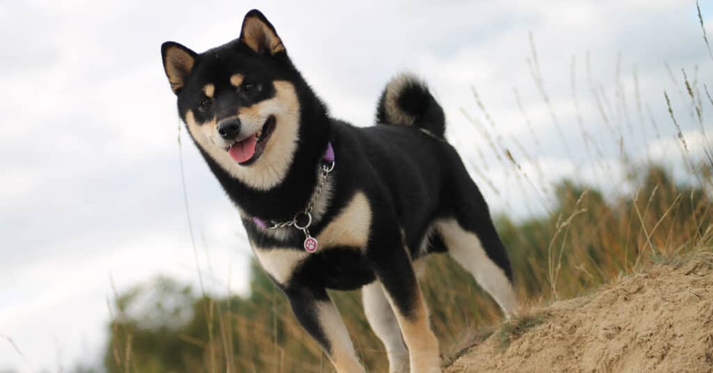 Black and Tan