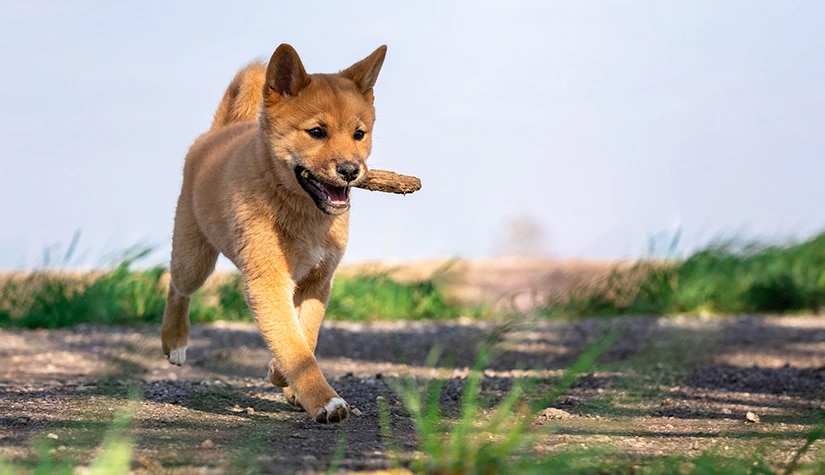 Shiba Inu Puppy: Must-Have Essentials for New Shiba Inu Owners