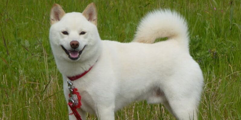 Siro shiba