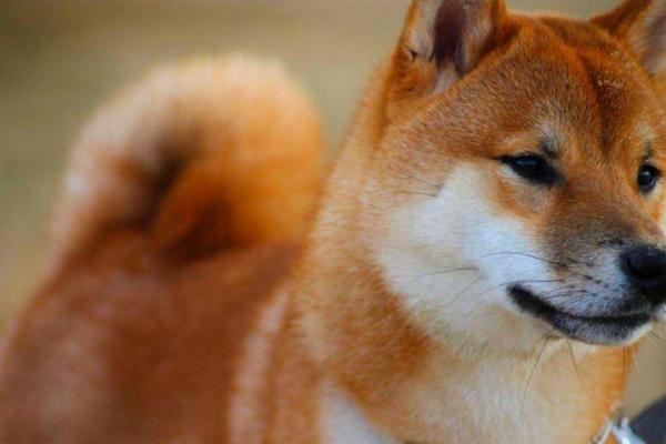 Shiba Inu Colors: The Different Variations of a Shiba Inu