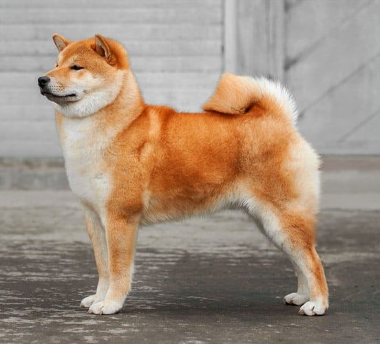 Grooming Your Shiba Inu: What You Need to Know