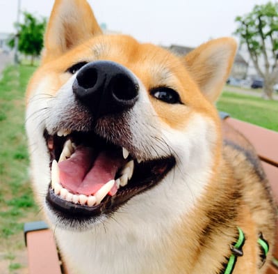 Common Dog Dental Problems in Shiba Inu