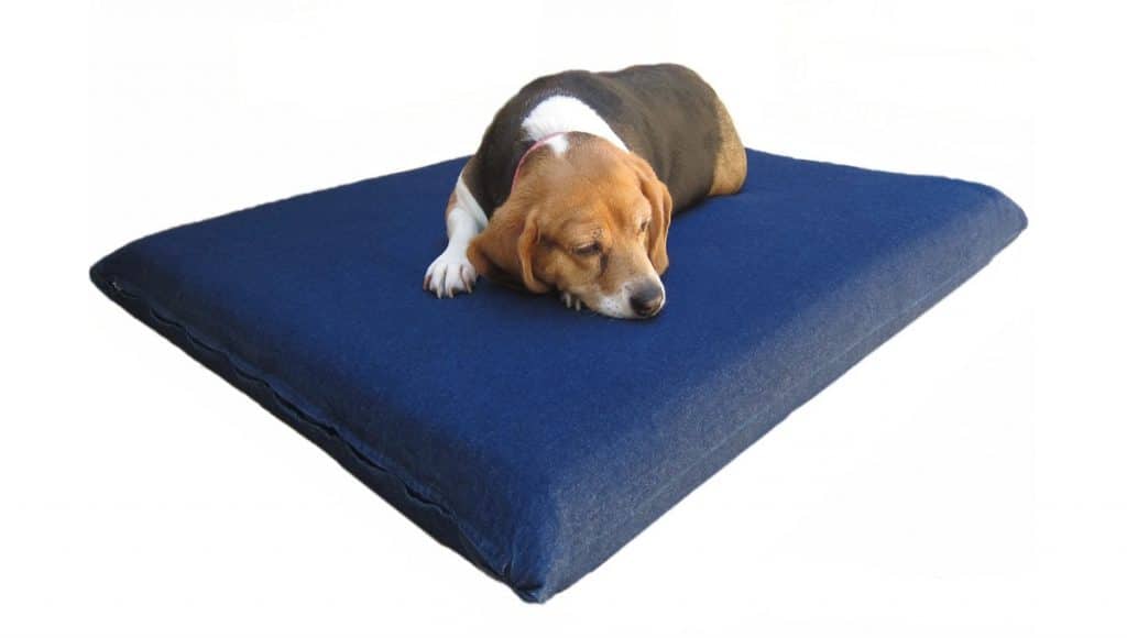 5 Must-have Products for Senior Dogs