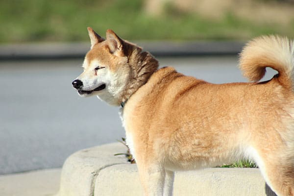 The 4 Best Ways to Care for Senior Shiba Inu