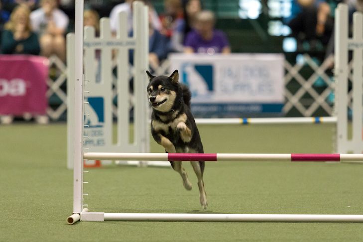 Mental Stimulation for Shiba Inu: 4 Ways to Challenge your Pet