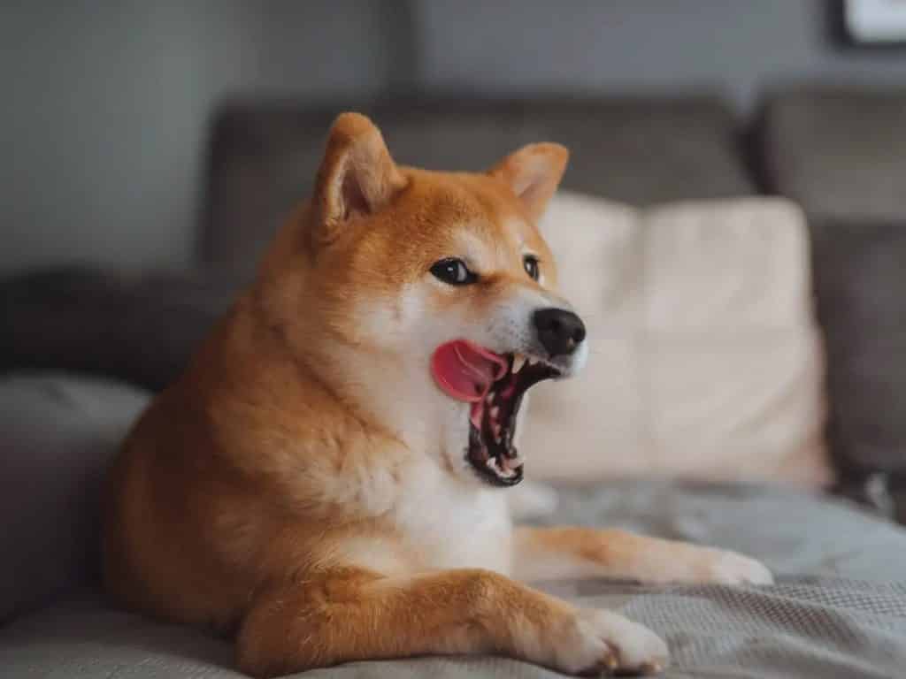 Is the Shiba Inu for First-Time Dog Owners? 4 Things to Consider