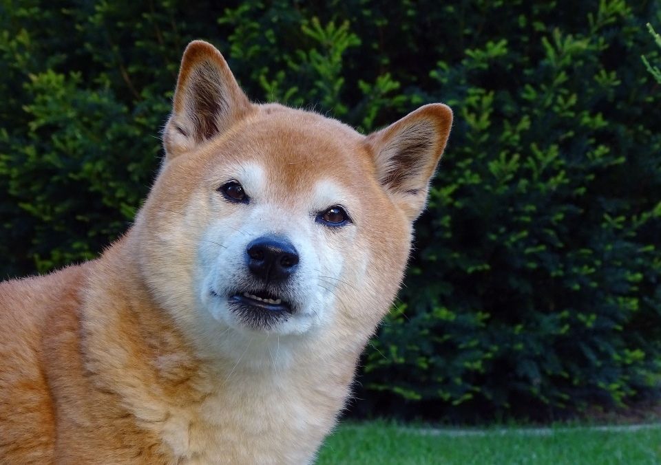 How to Clean your Shiba Inu’s Ears in 4 Easy Steps