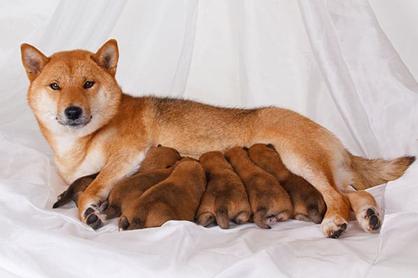 How to care for Newborn Shiba Inu