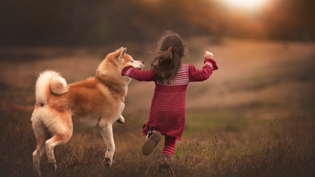 How to Introduce your Shiba Inu to Children