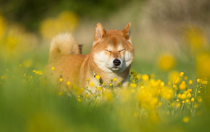 How to Protect your Shiba Inu in the Summer
