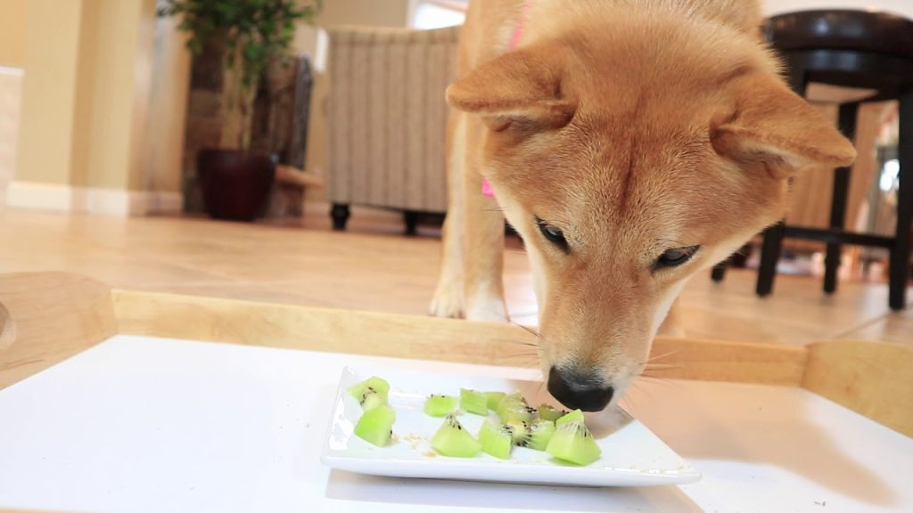 A Nutritional Guide for your Shiba Inu’s Diet