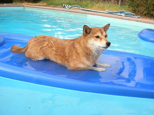 Can Shiba Inus Swim? How to Teach your Shiba to Swim