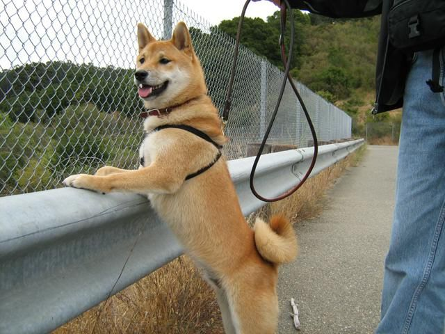 How to Loose Leash Walk your Shiba Inu