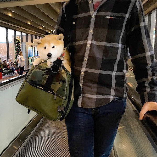 What You Need to Know when Flying with a Shiba Inu