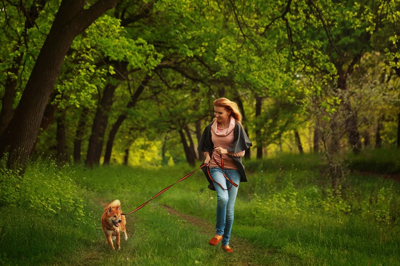 Running with your Shiba Inu: What you need to know