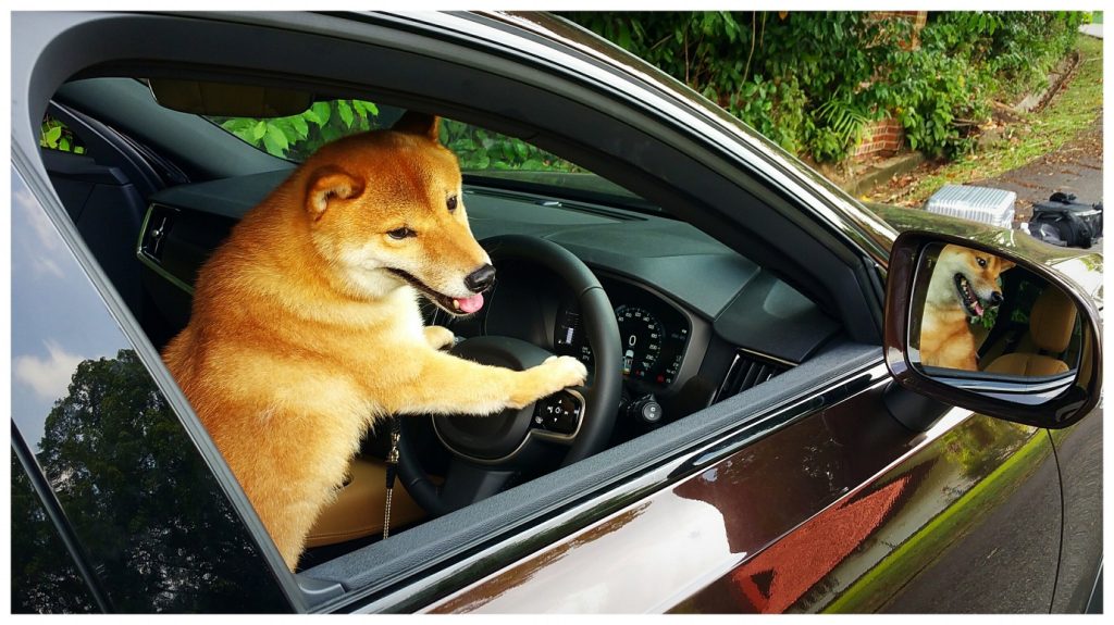 Traveling with Your Shiba Inu: Dog Car Safety Tips