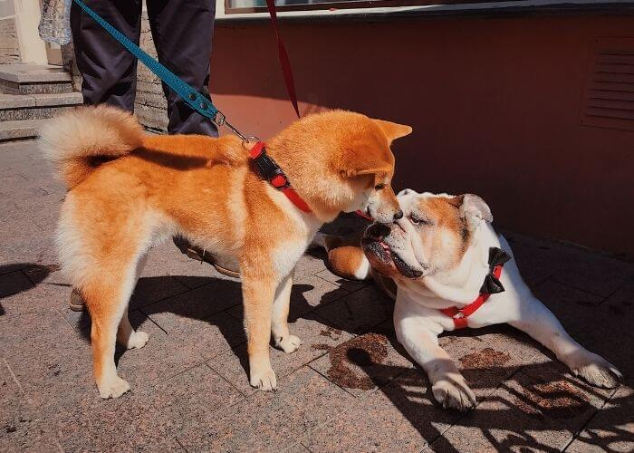 How to Introduce Shiba Inu to other Dogs