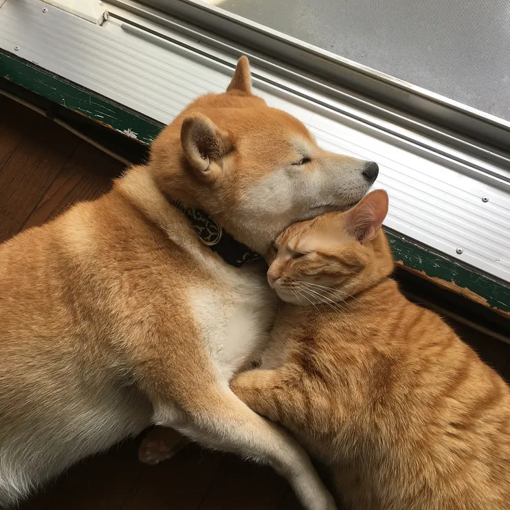 Cats and Dogs: How to Introduce your Shiba Inu to Cats