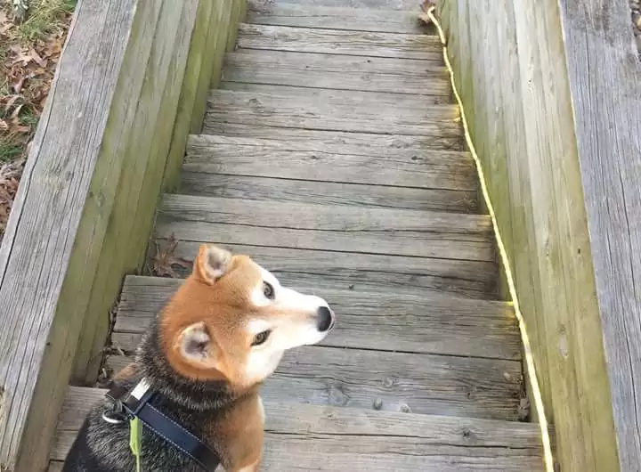 Are Shiba Inu Good Service Dogs?