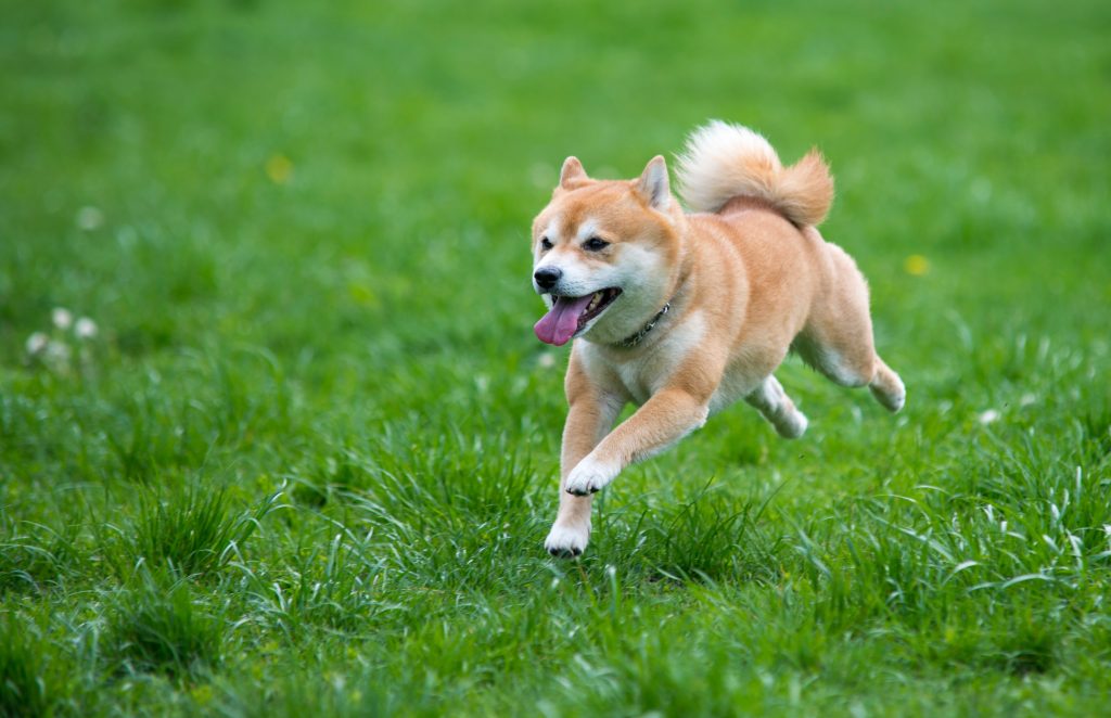 How To Take Care of your Shiba Inu’s Digestive System