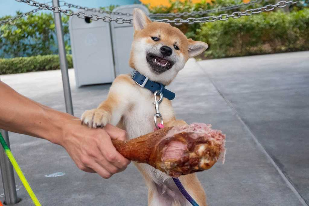 My Shiba Inu Won’t Eat: How to Feed Picky Eaters