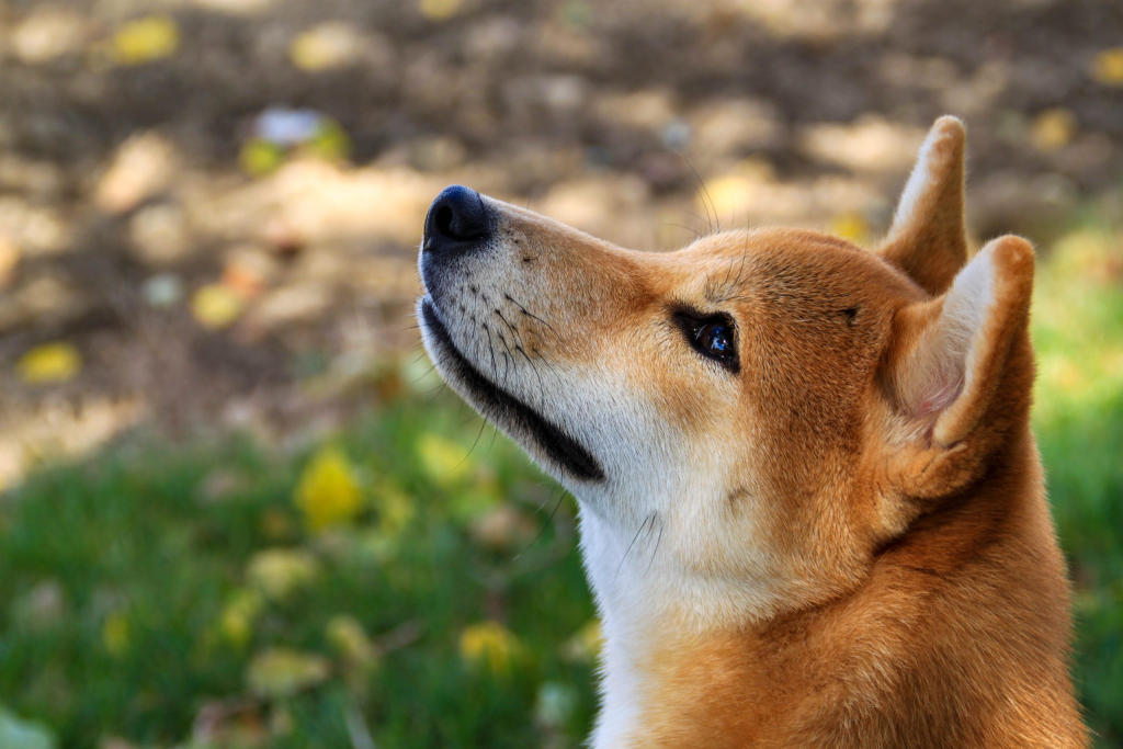 High Blood Pressure in Shiba Inu: What you Need to Know