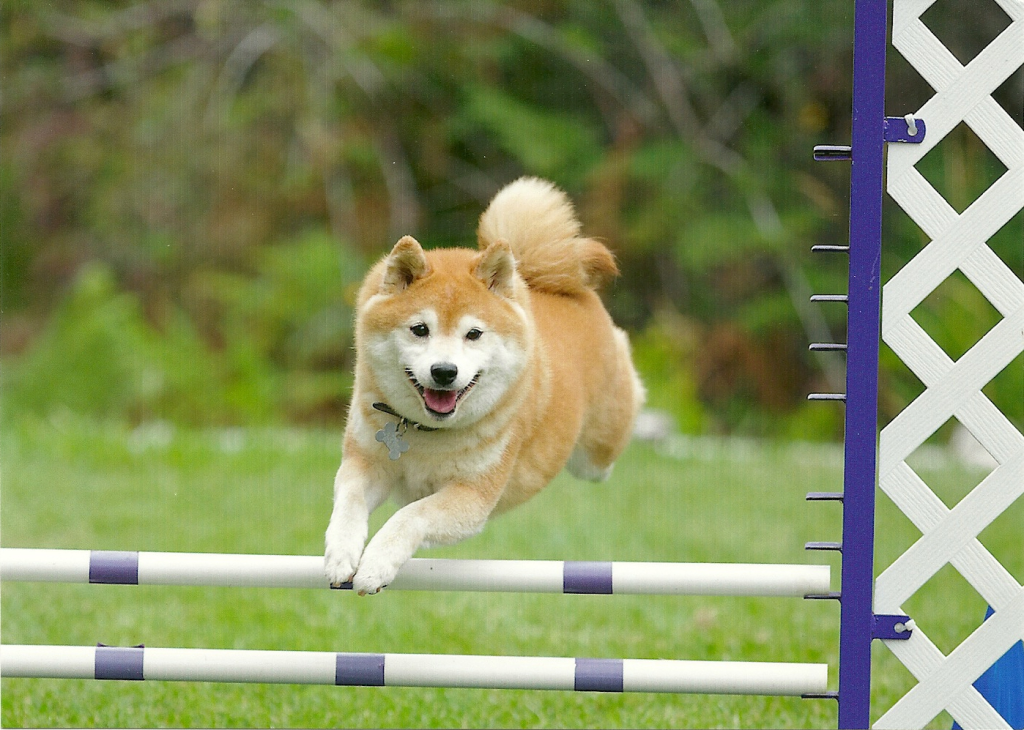 How to Train your Shiba Inu in Agility Sports
