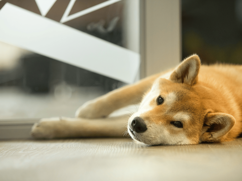 Exercise with Shiba Inu: How Much is too Much?