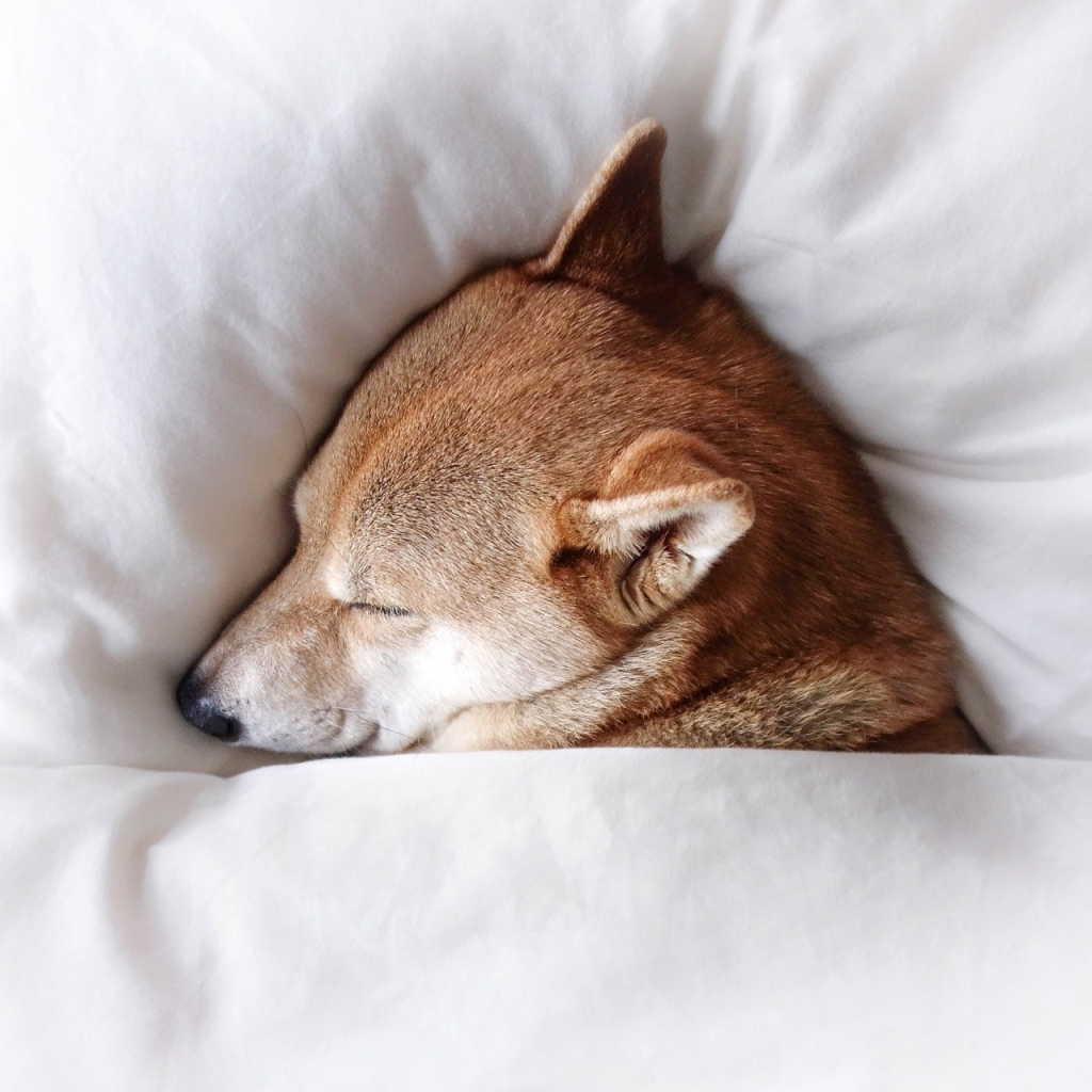 What to do if your Shiba Inu has a Sensitive Stomach