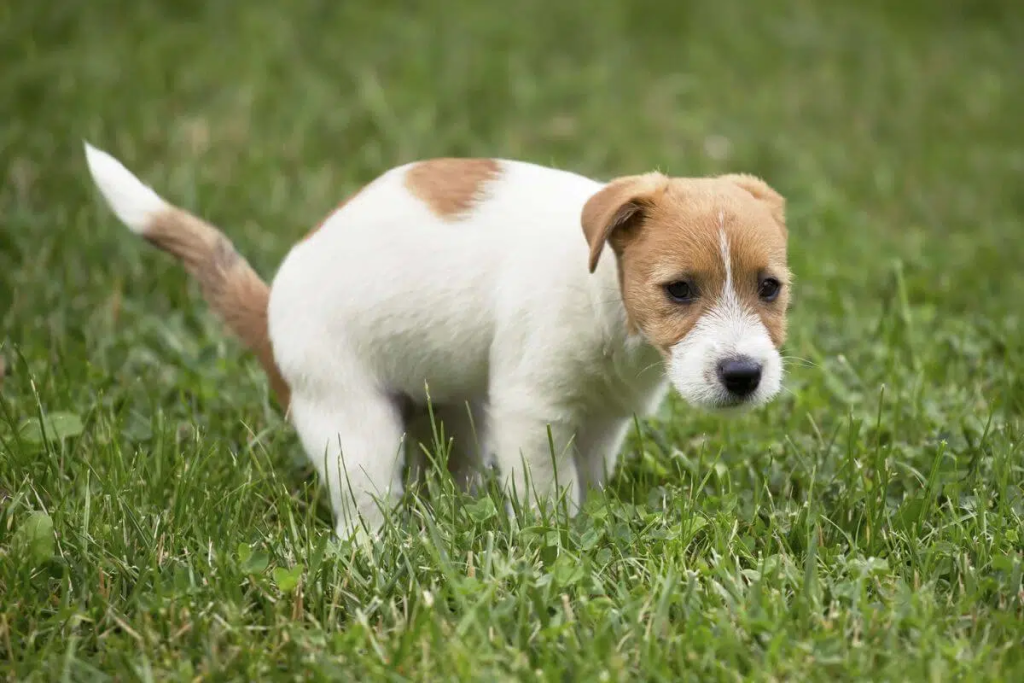 Dog Constipation: Symptoms, Causes and What to do