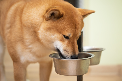 Are Animal By-Products safe for your Shiba Inu?