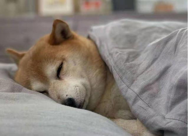 What to do if your Shiba Inu has Diarrhea?
