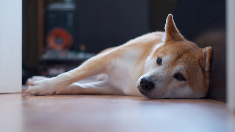 How to Take Care of your Shiba Inu’s Joints
