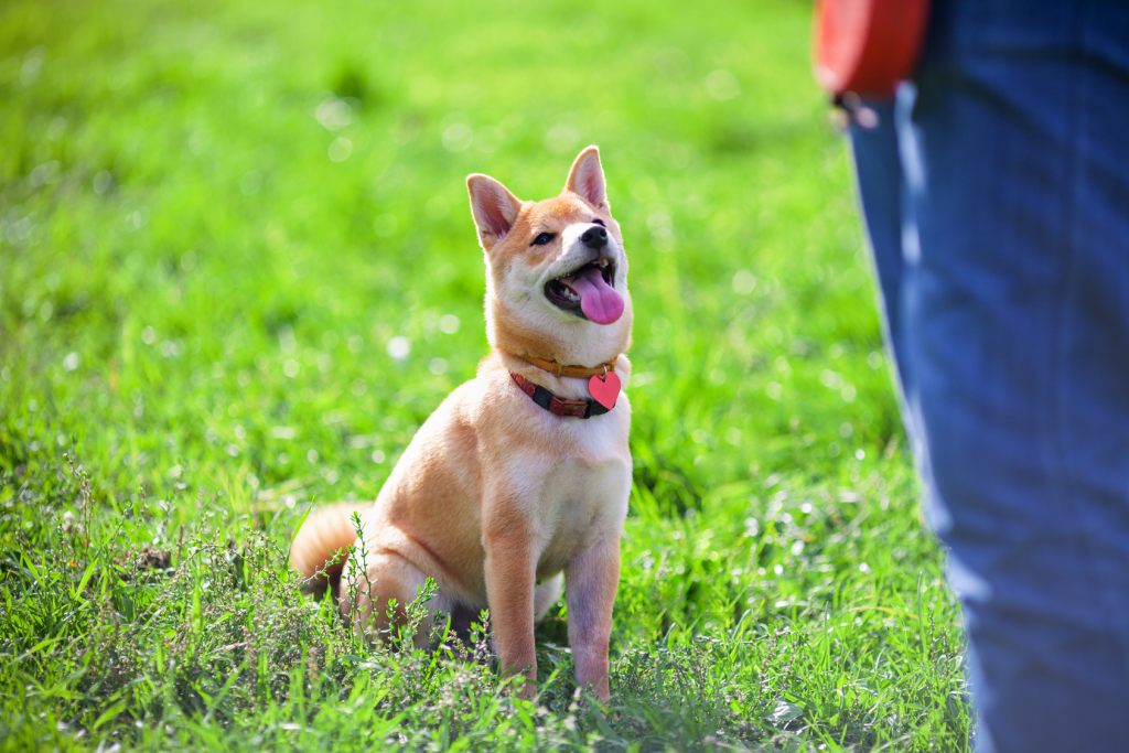 How to Train a Rescue Shiba Inu