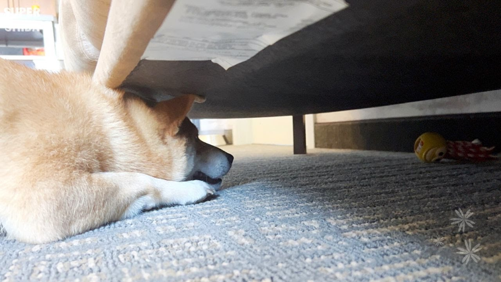 How to Keep your Shiba Inu Calm During Fireworks